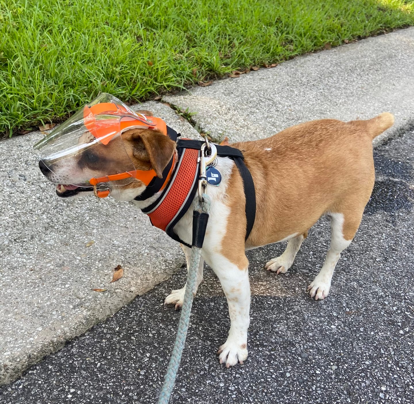 Customer photo review of OptiVizor - Long Snout - Clear UV Tint