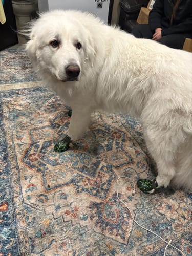 Customer photo review of Special Edition WagWellies® Mojave