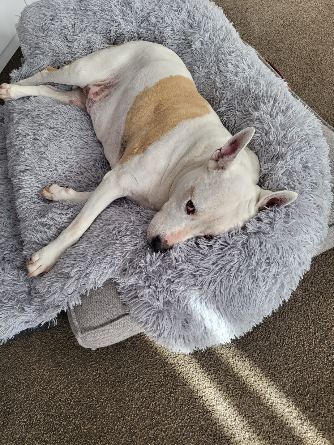 Customer photo review of Calming Couch Bed