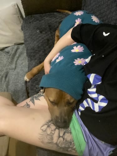 Customer photo review of Flower Knit Dog Sweater