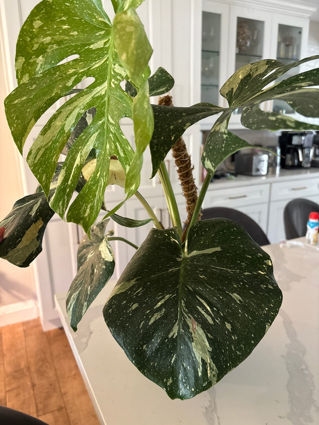 Customer photo review of The Bendable Moss Pole™ 𝘛𝘏𝘐𝘕