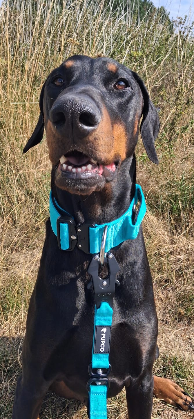Customer photo review of Performance collar with handle 5CM - Turqouise