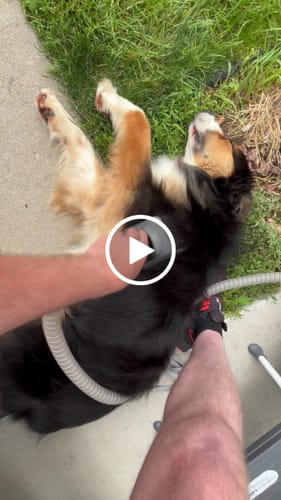 Customer video review of Slicker Brush Attachment for Grooming Vacuum