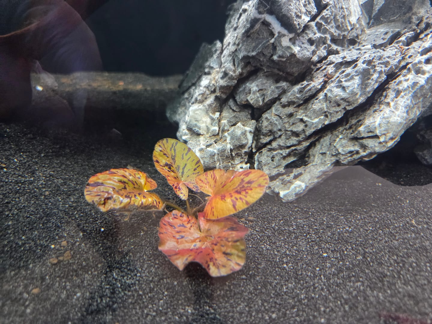 Customer photo review of Red Tiger Lotus "Nymphaea lotus Red" BULB