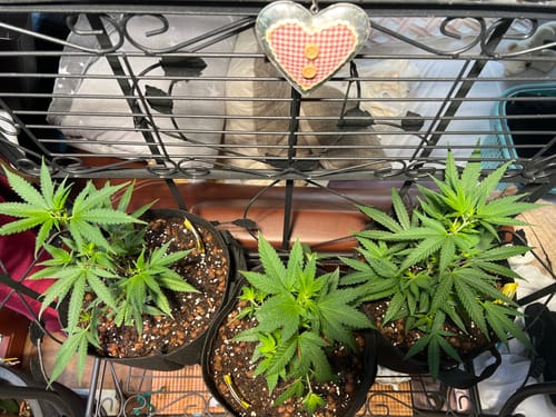 Customer photo review of Einsteiger Set Stecklinge