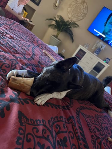 Customer photo review of Smoked Beef Marrow Bone