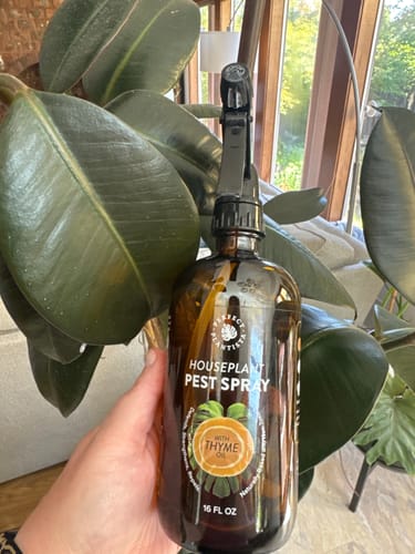 Customer photo review of Houseplant Pest Spray