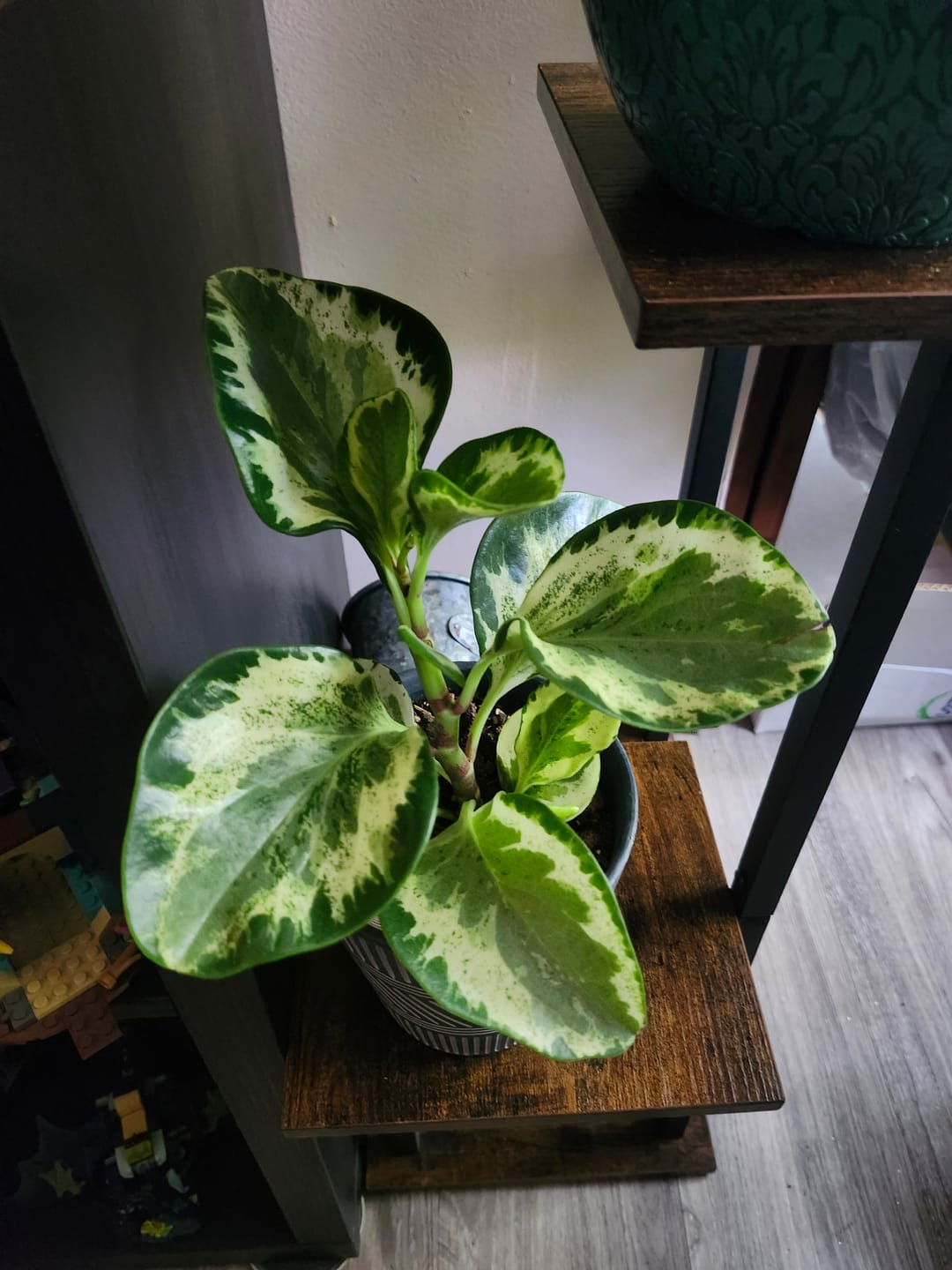 Customer photo review of Peperomia obtusifolia 'Golden Gate'