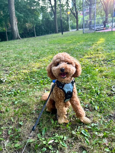 Customer photo review of WagWellies® Mojave