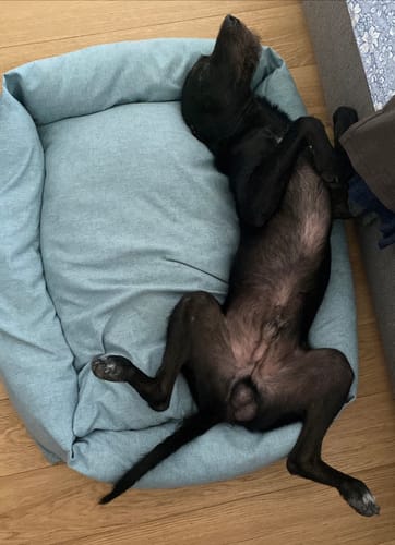 Customer photo review of Divanetto Mattias Azzurro (Soft Touch)