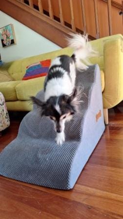 Customer photo review of PaWz Soft Foam Dog Stairs – Non-Slip Dog Steps for Beds & Couches