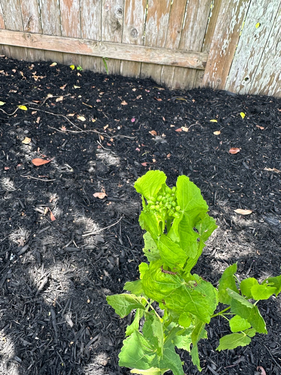 Customer photo review of Turk's Cap