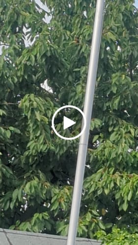 Customer video review of Fahne inkl. Druck