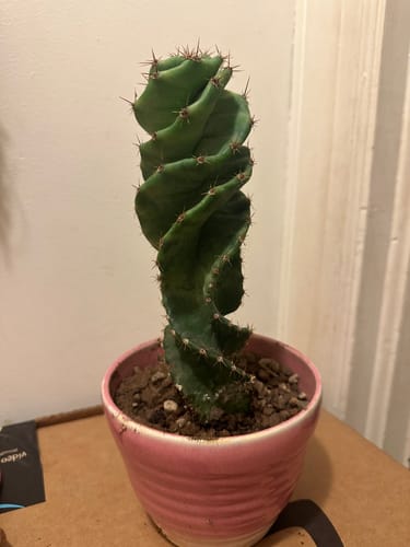 Customer photo review of Cereus forbesii Spiralis | Spiral Cactus