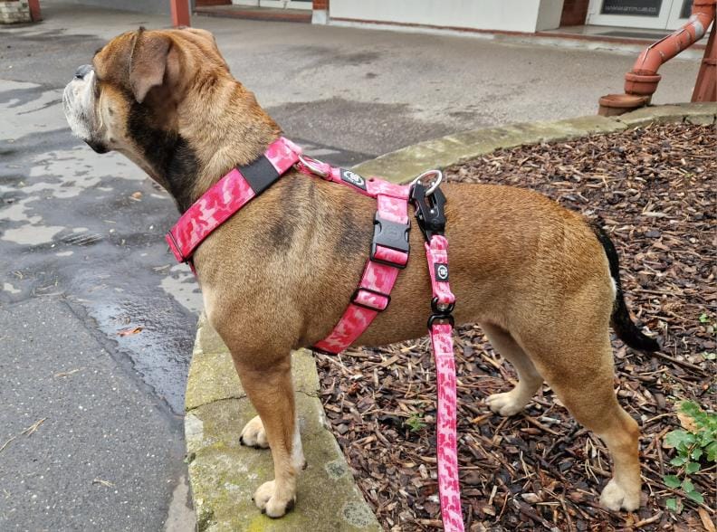 Customer photo review of Training Anti Pull TRI-Harness® | M-XL Breeds - Bubblegum