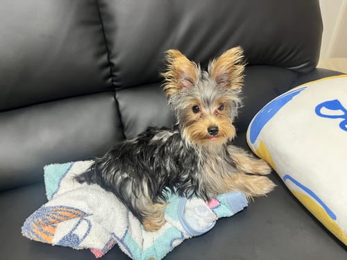 Customer photo review of FunFunPet 高機能ハーネス（お名前タグ作成サービス付き）