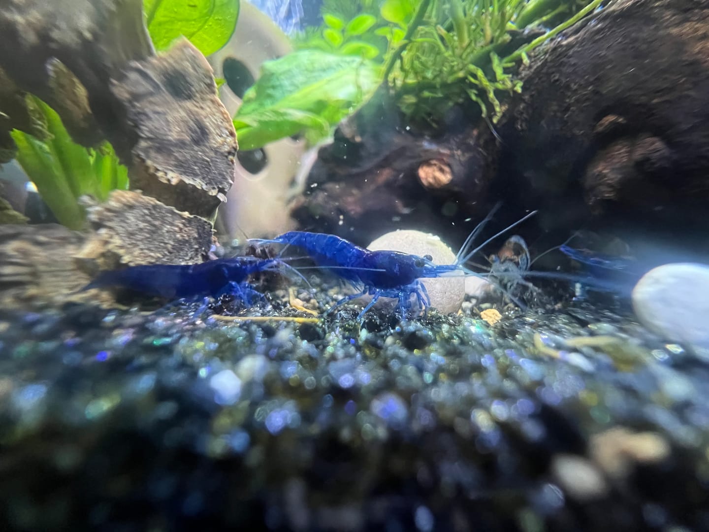 Customer photo review of Carbon Rili Shrimp