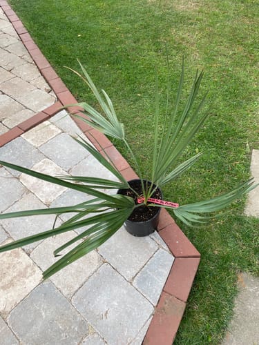 Customer photo review of Sabal minor 'McCurtain' / 60-90 cm (Gesamthöhe inkl. Topf)