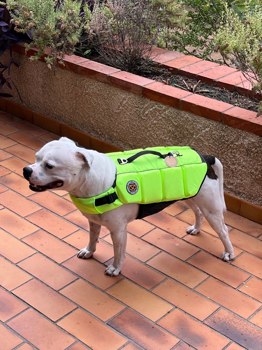 Customer photo review of Staffordshire Bull Terrier 1935® Life Jacket - Neon Green