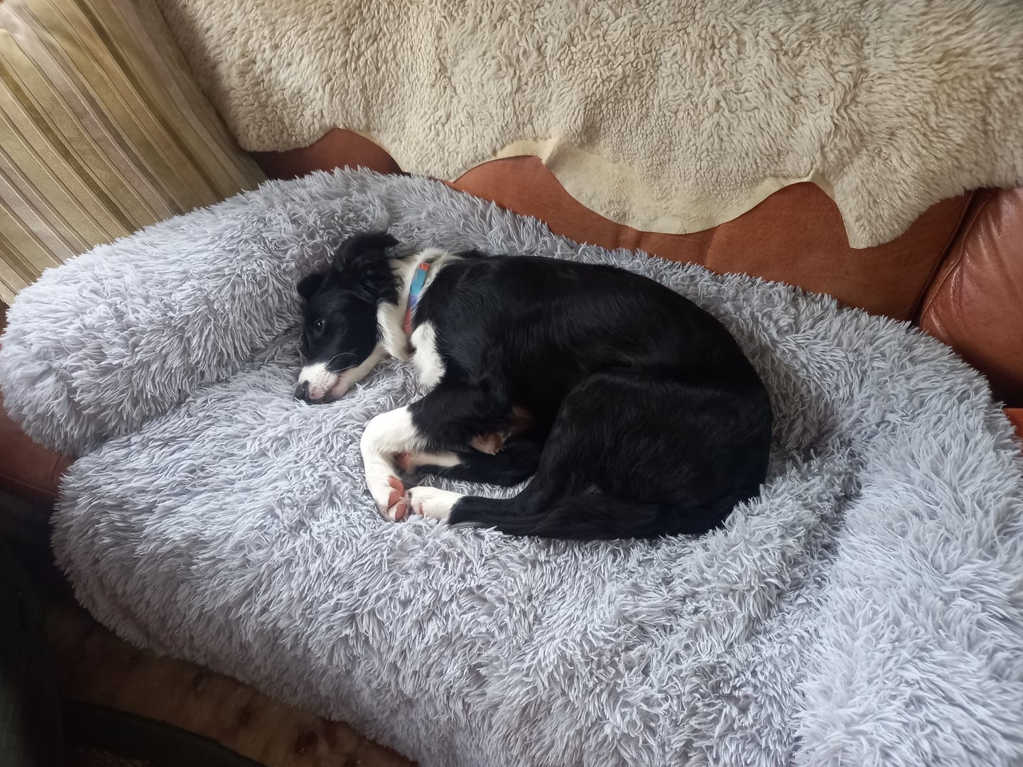 Customer photo review of Calming Couch Bed