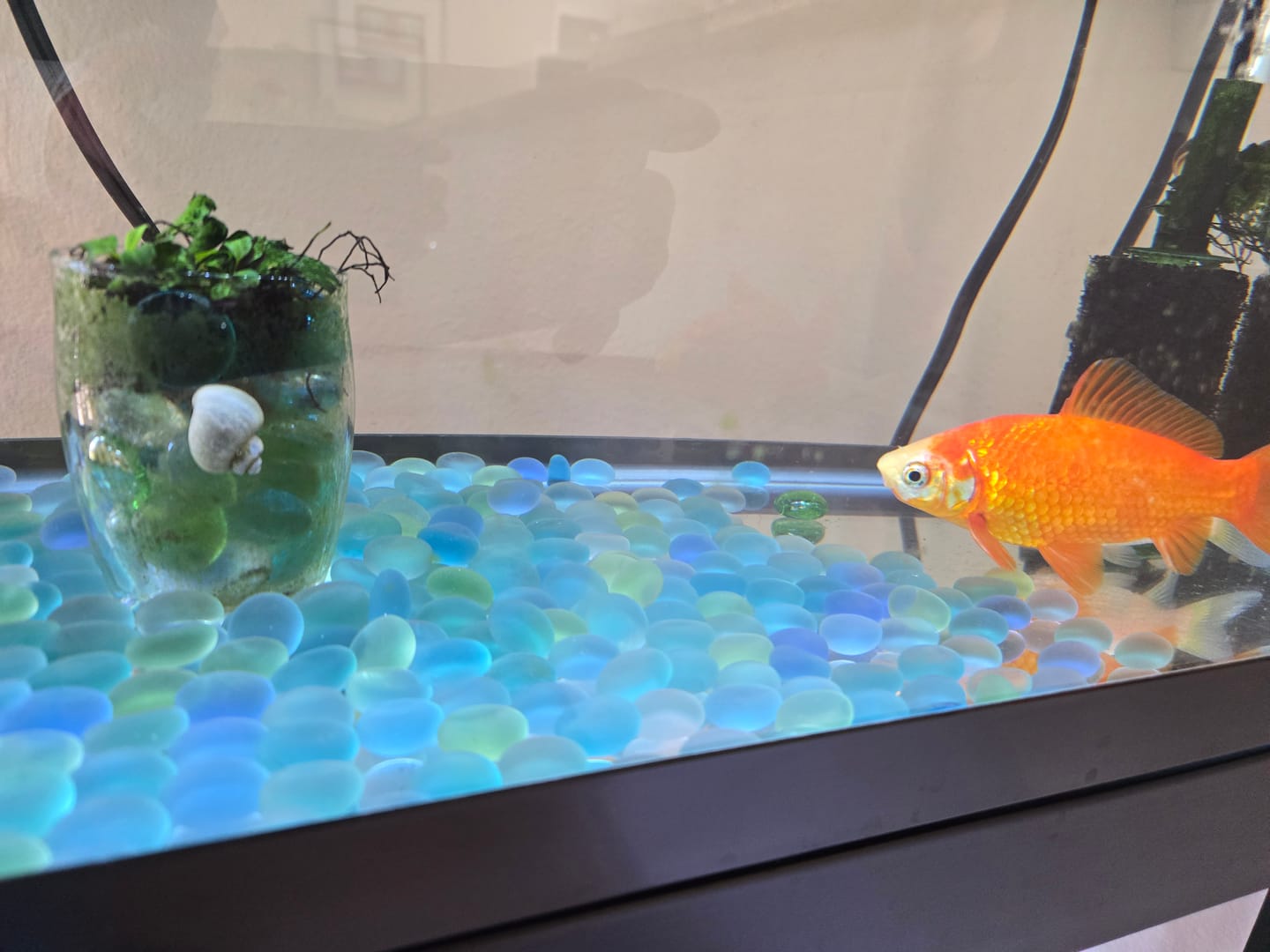 Customer photo review of Mystery Snail Mix (3 pack)