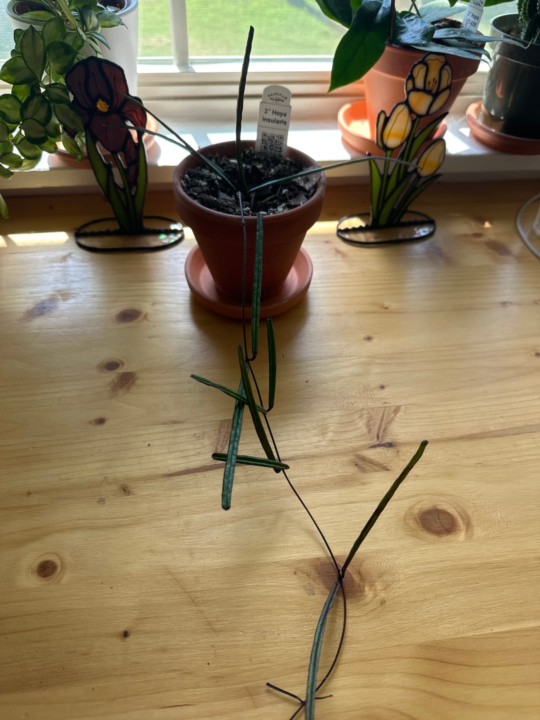 Customer photo review of Hoya insularis