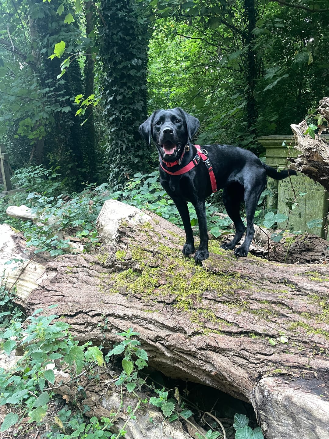 Customer photo review of Scottish Salmon Dry Food