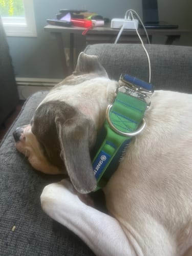 Customer photo review of Comfort Control Collar - Lime Wave