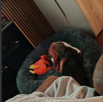 Customer photo review of Gallina Anti estrés THE DOGS