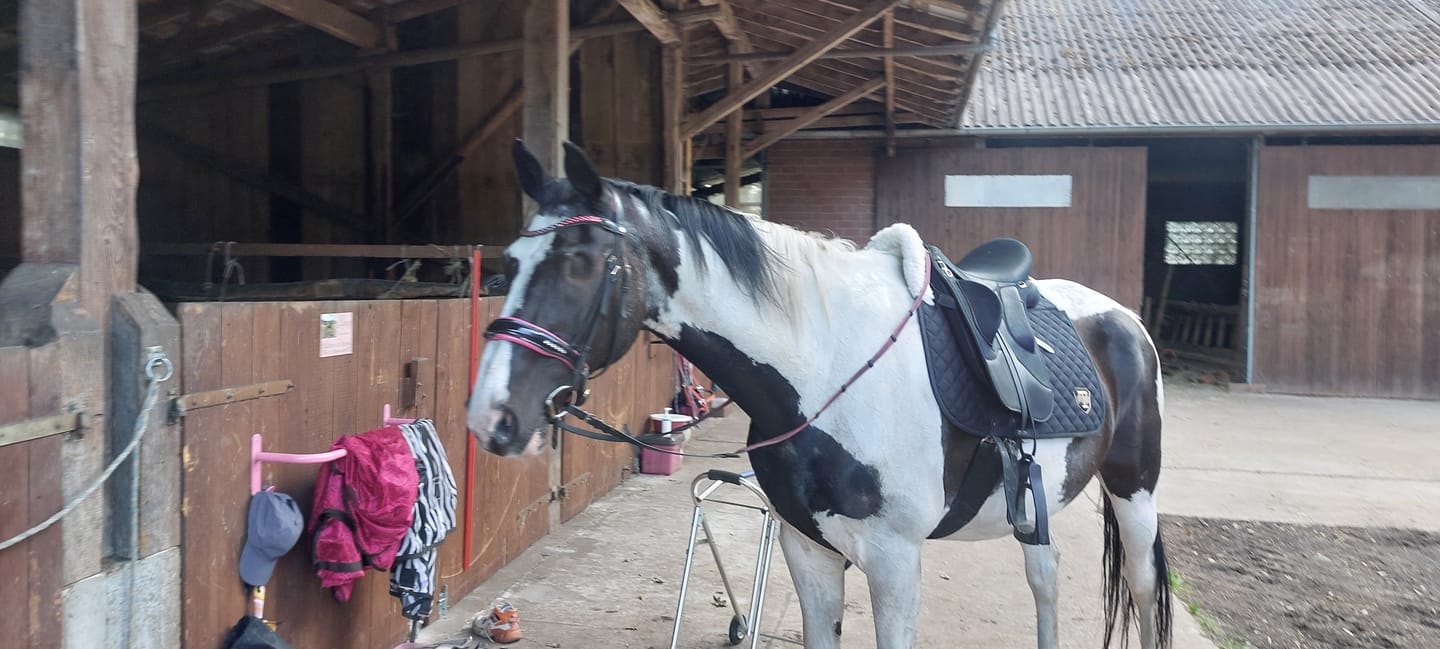 Customer photo review of TORPOL® Schabracke EVO Magnetfeld Nelson™ Spring/Dressur