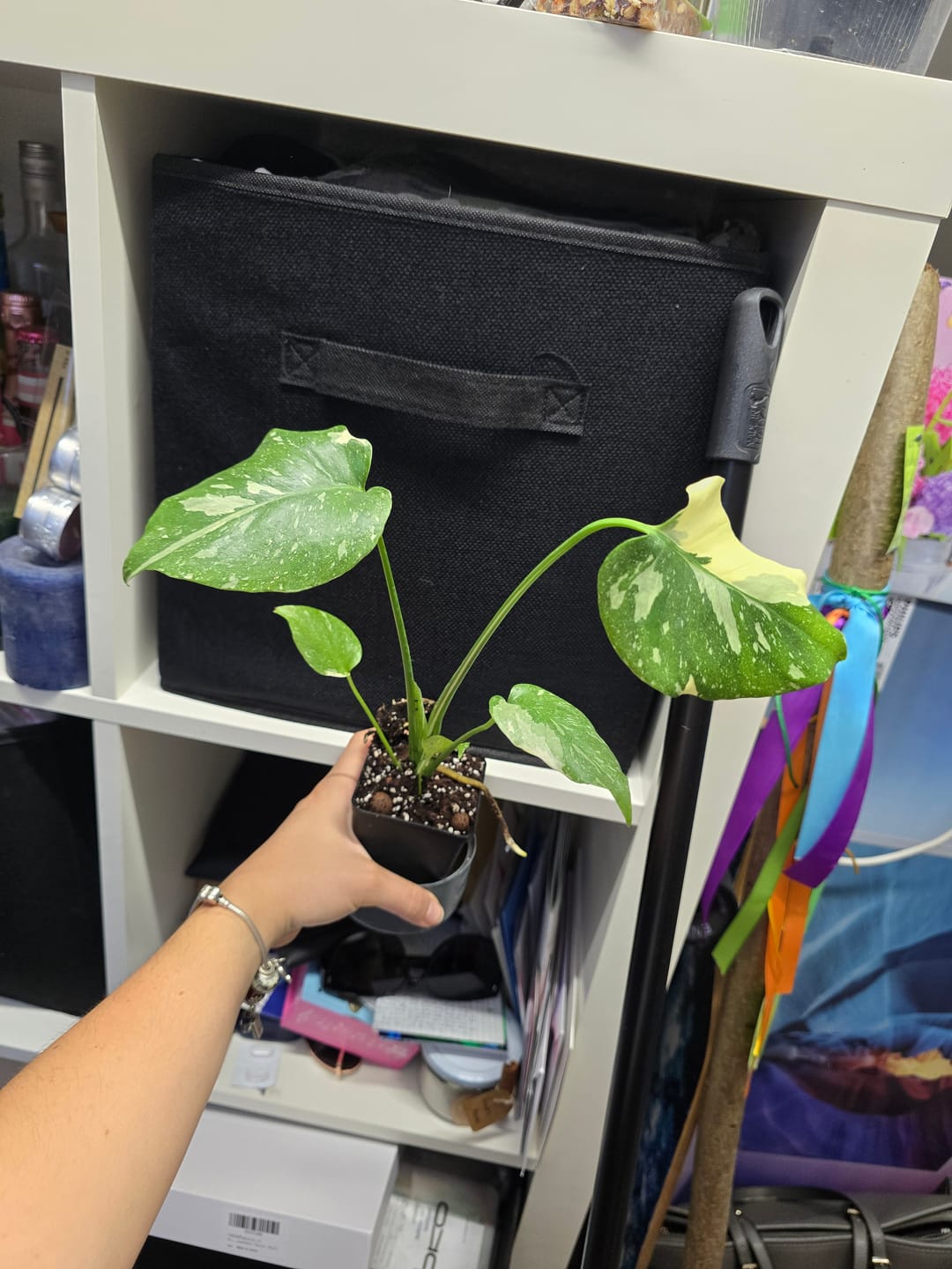 Customer photo review of MONSTERA THAI CONSTELLATION