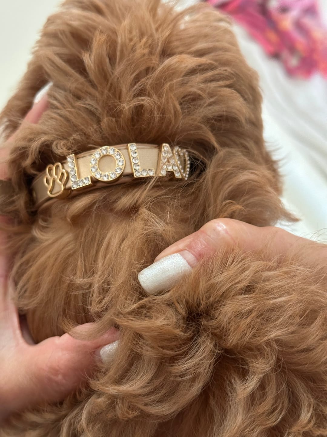 Customer photo review of The Personalized Sparkle Collar