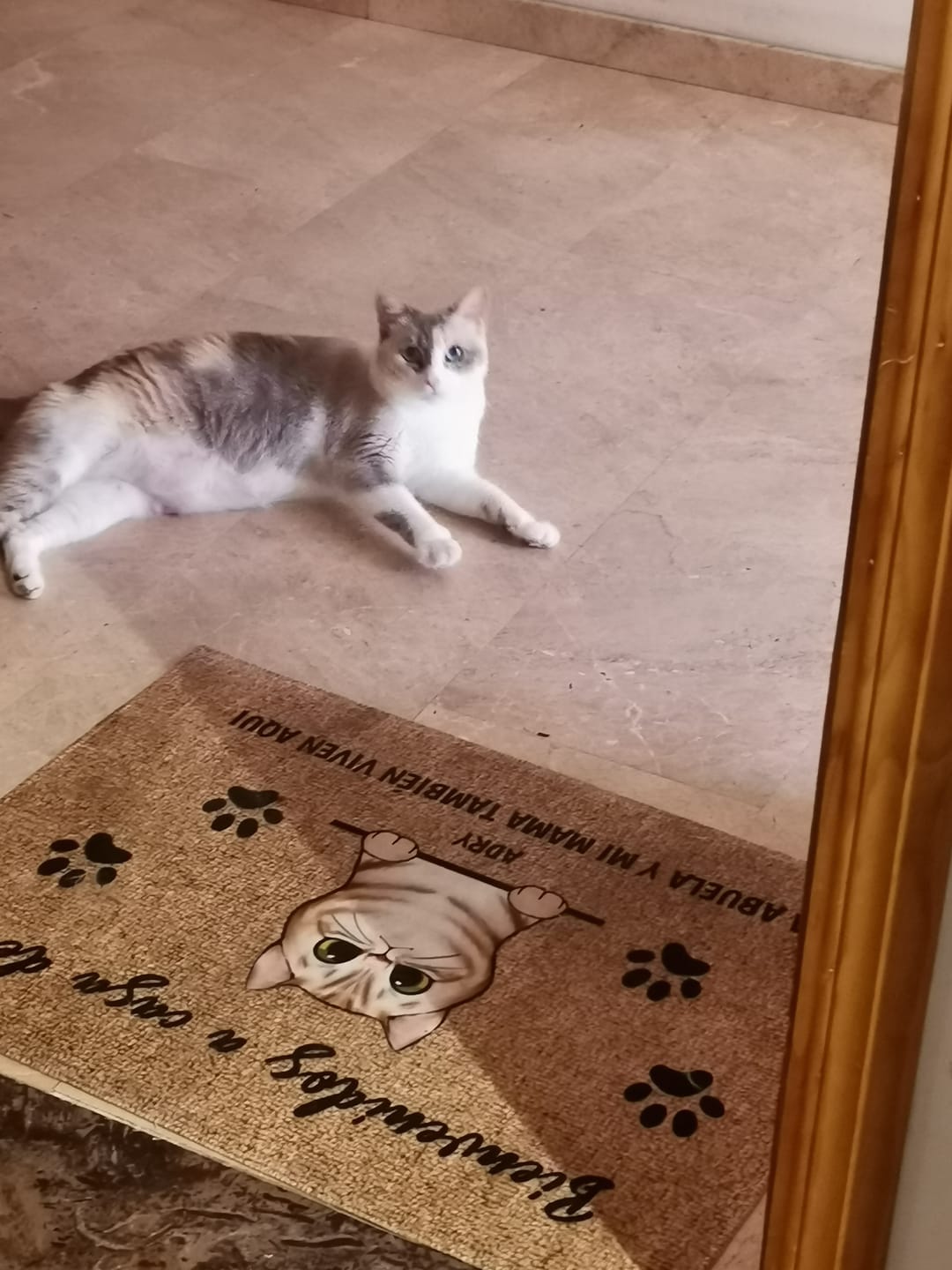 Customer photo review of Bienvenidos a lo de gatos curiosos - Felpudo personalizado