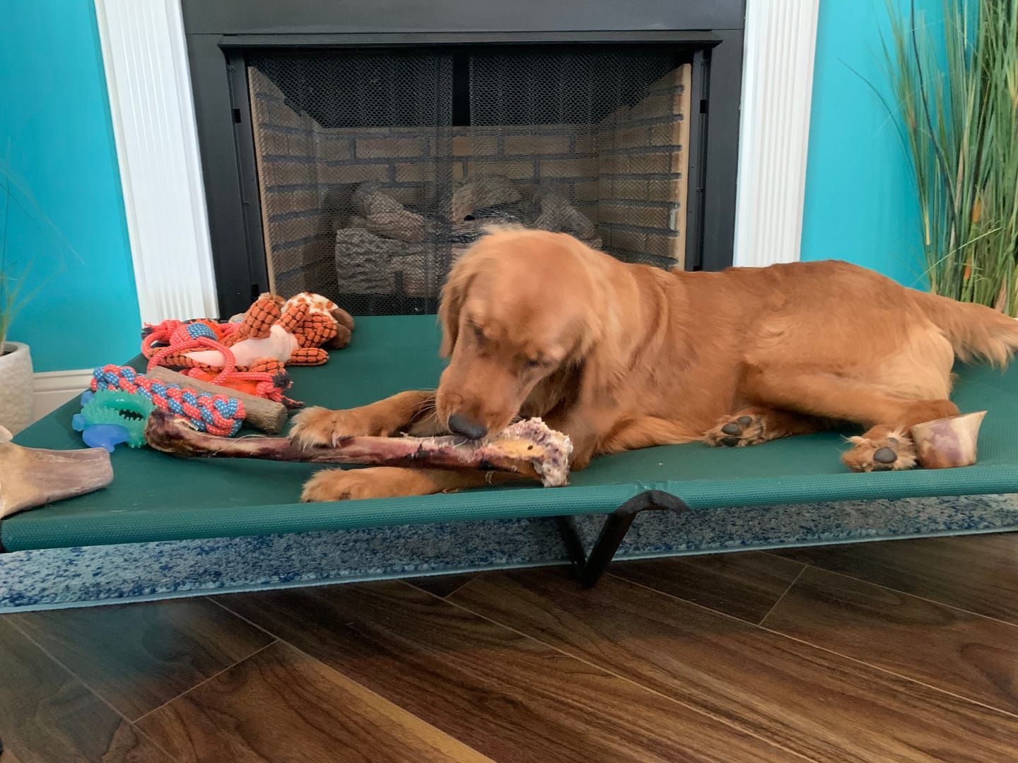 Customer photo review of Ostrich Long Bone (19" x 3.5"): The Ultimate Challenge for Medium, Large & Extra-Large Dogs