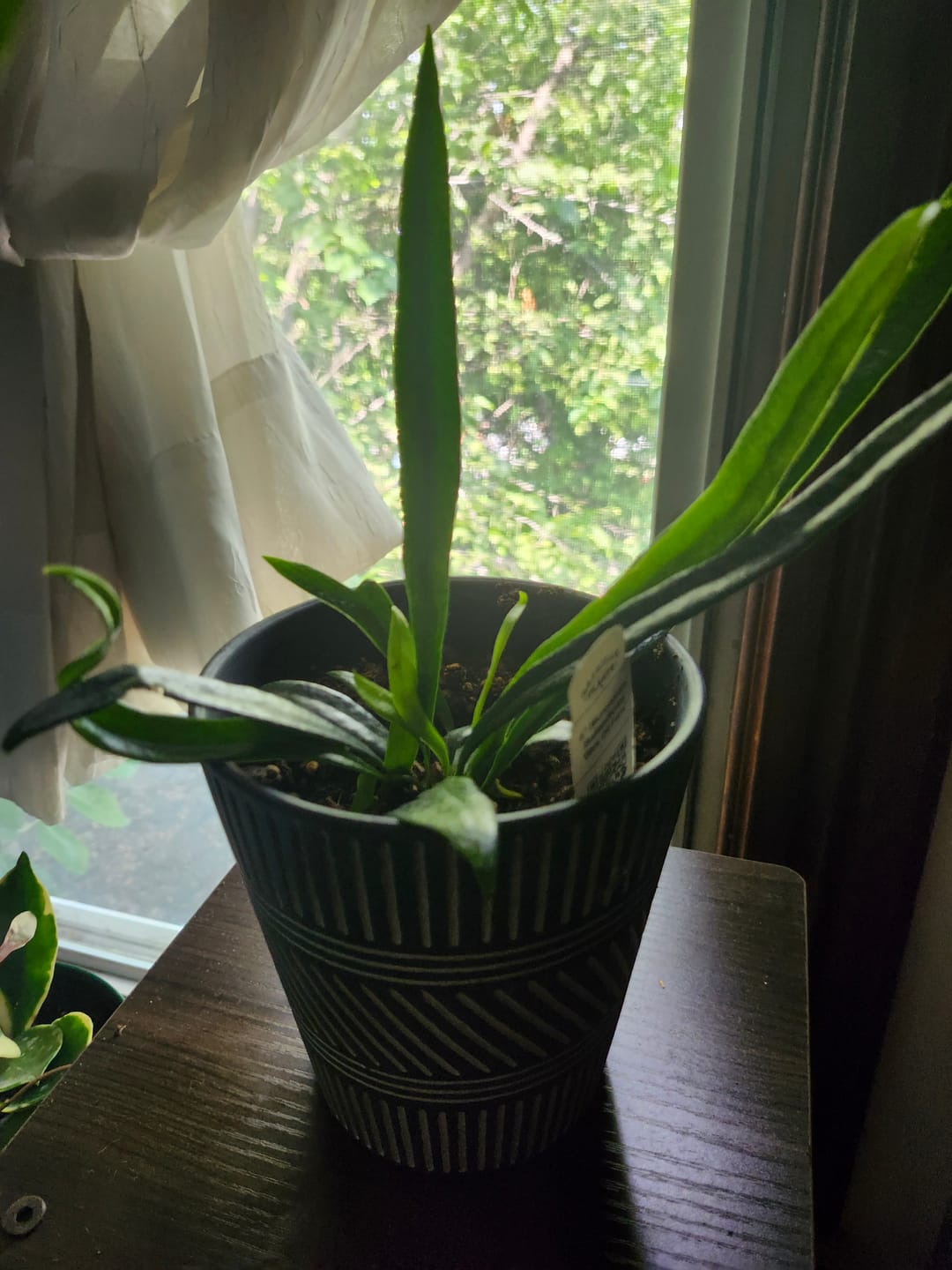 Customer photo review of Fern Microsorum thailandicum 'Blue Oil Fern'