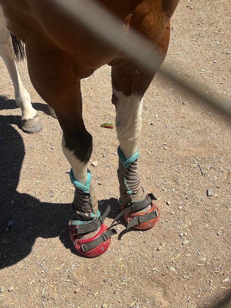 Customer photo review of Renegade® Viper Shield™ Hoof Boot Seconds - Arizona Copper