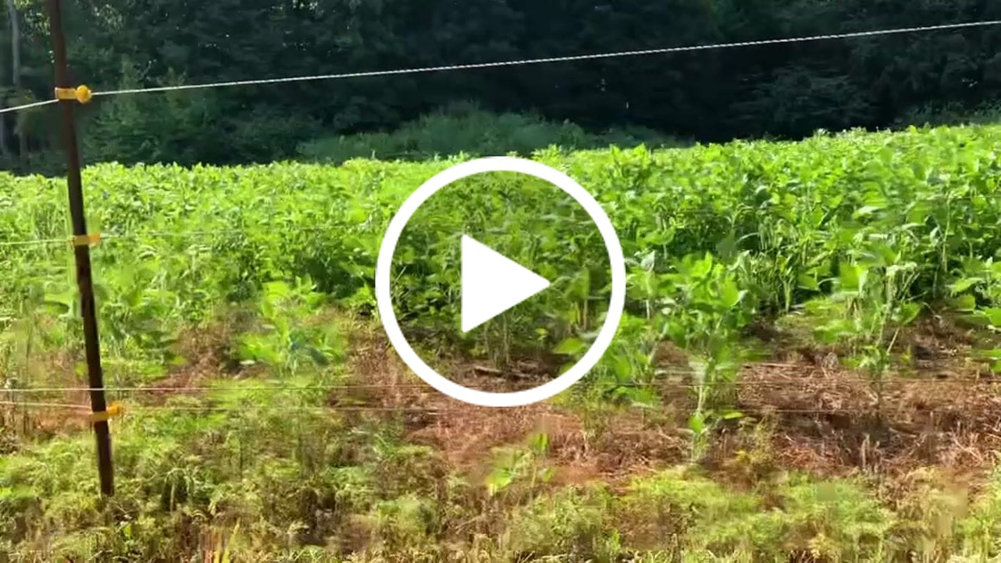 Customer video review of MonsterBuck Food Plot Soybeans | Roundup Ready