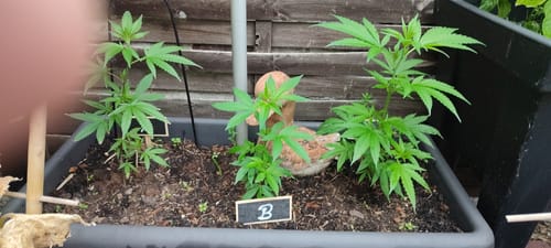 Customer photo review of Einsteiger Set Stecklinge