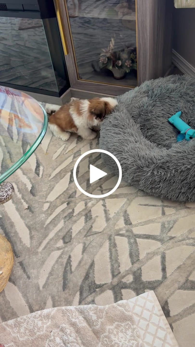 Customer video review of Coconut Yak Chews