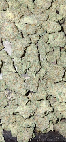 Customer photo review of Value Indoor Smalls