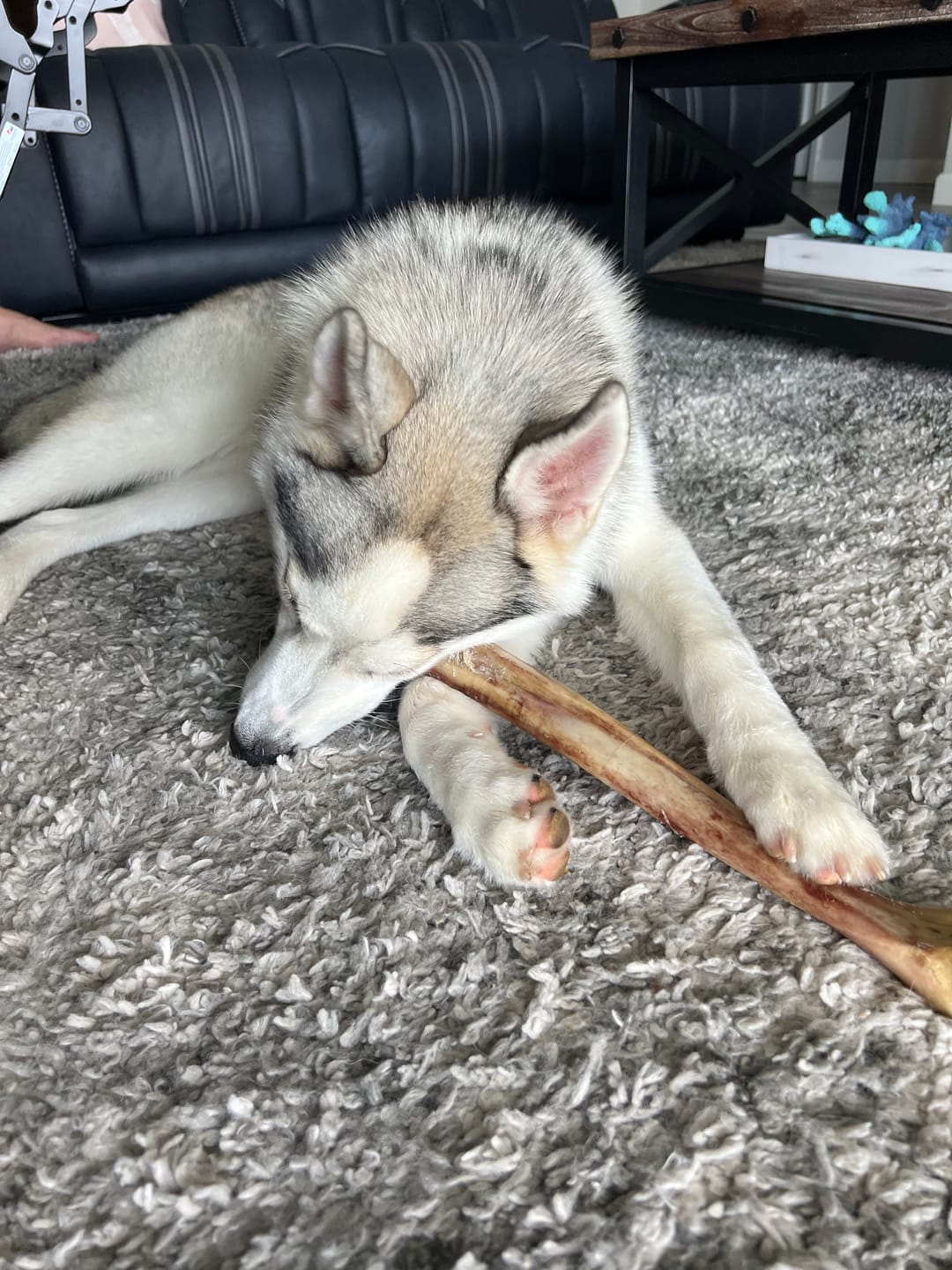 Customer photo review of Ostrich Long Bone (19" x 3.5"): The Ultimate Challenge for Medium, Large & Extra-Large Dogs