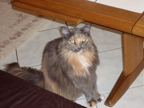 Customer photo review of Patsli Move