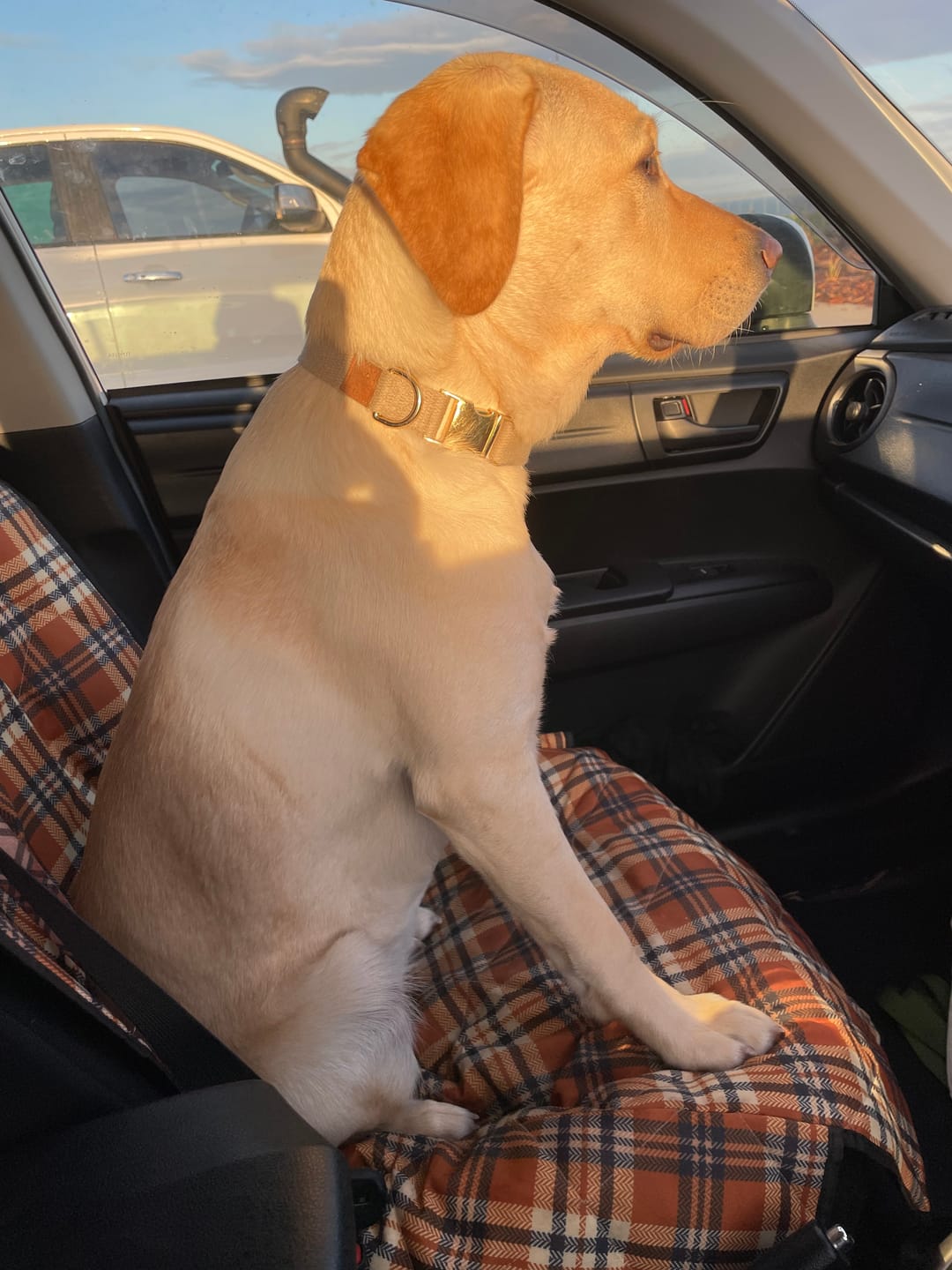 Customer photo review of SUPER SOFT Hemp Dog Collar ~ Gold