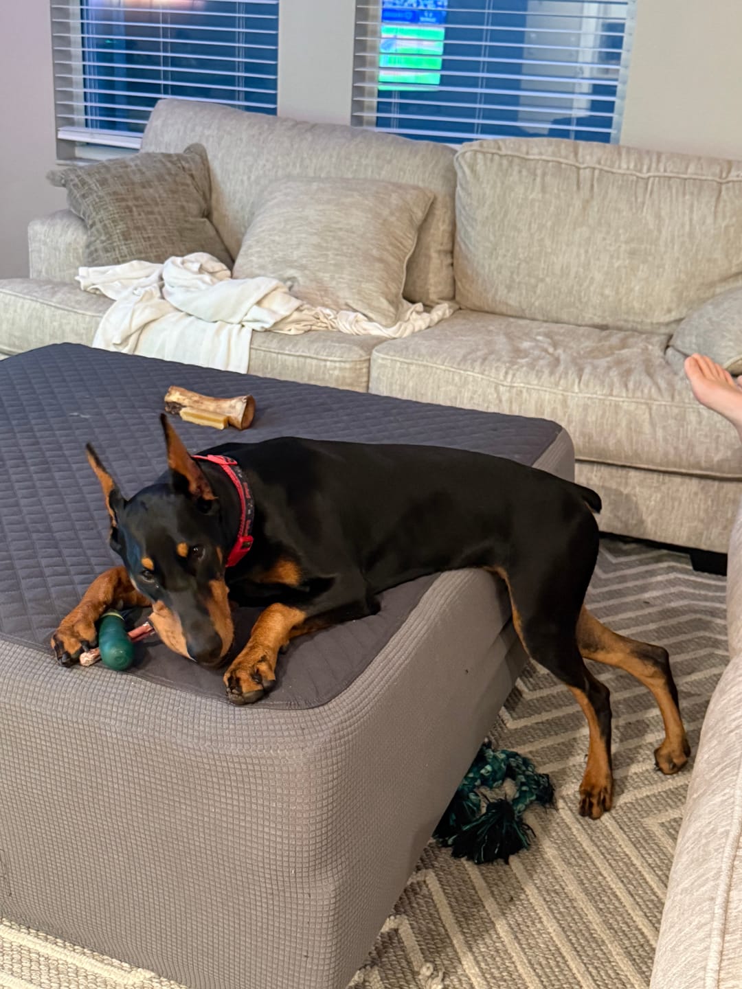 Customer photo review of Regular Bully Sticks