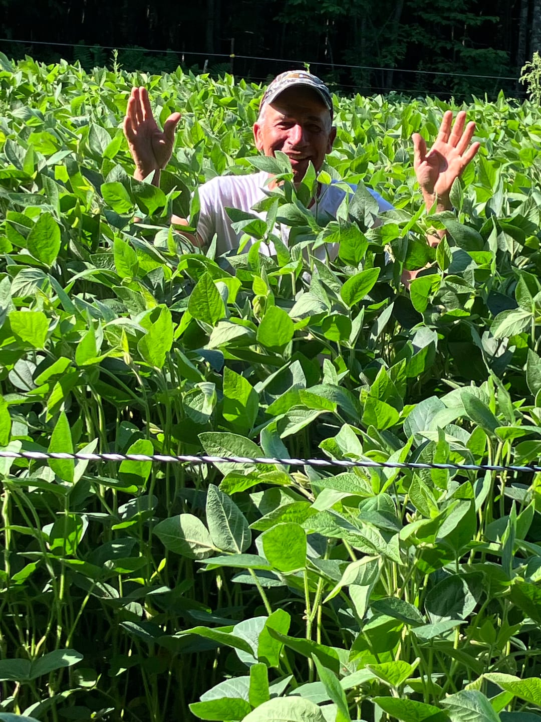Customer photo review of MonsterBuck Food Plot Soybeans | Roundup Ready