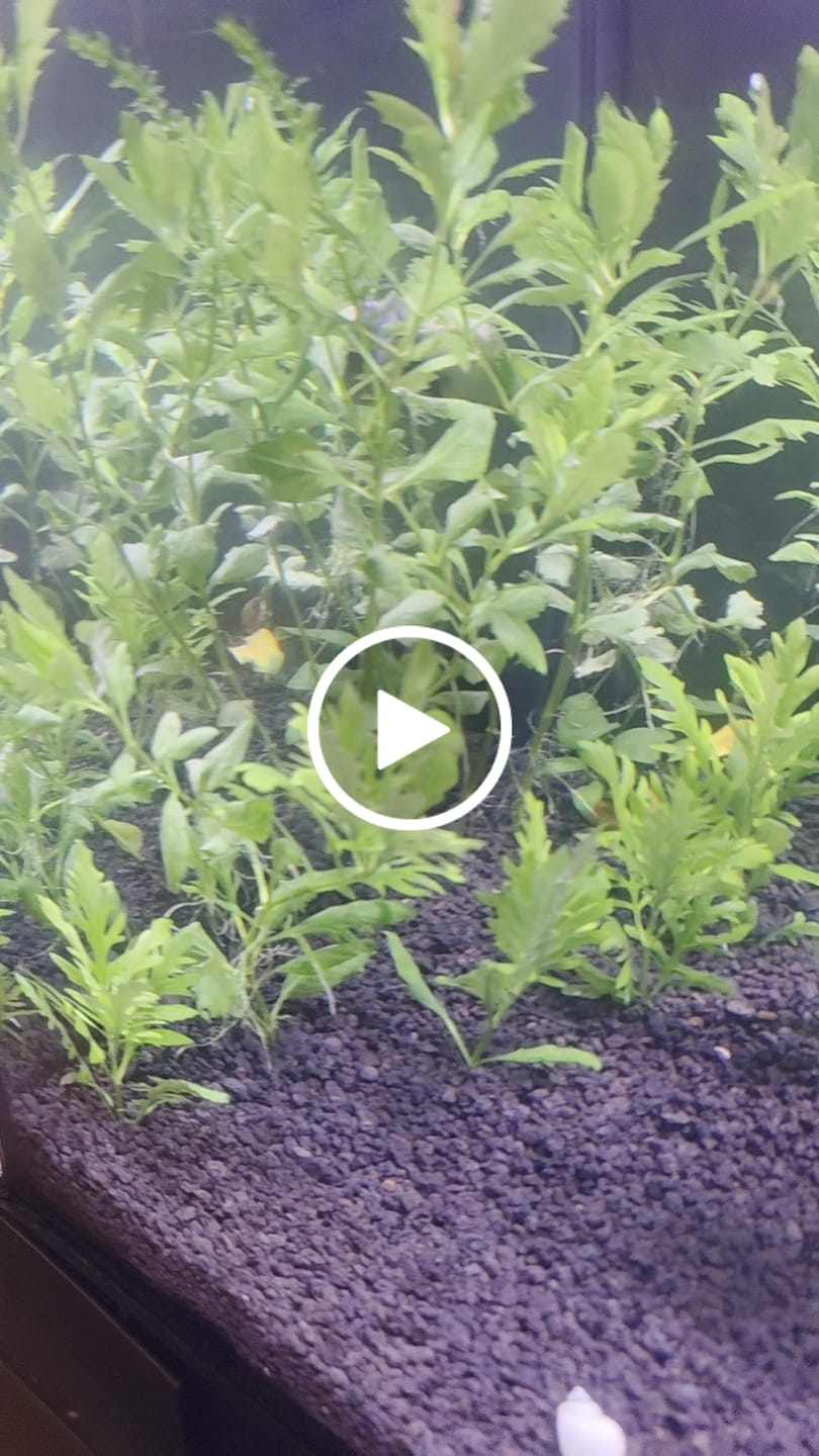 Customer video review of Water Wisteria (Hygrophila difformis)