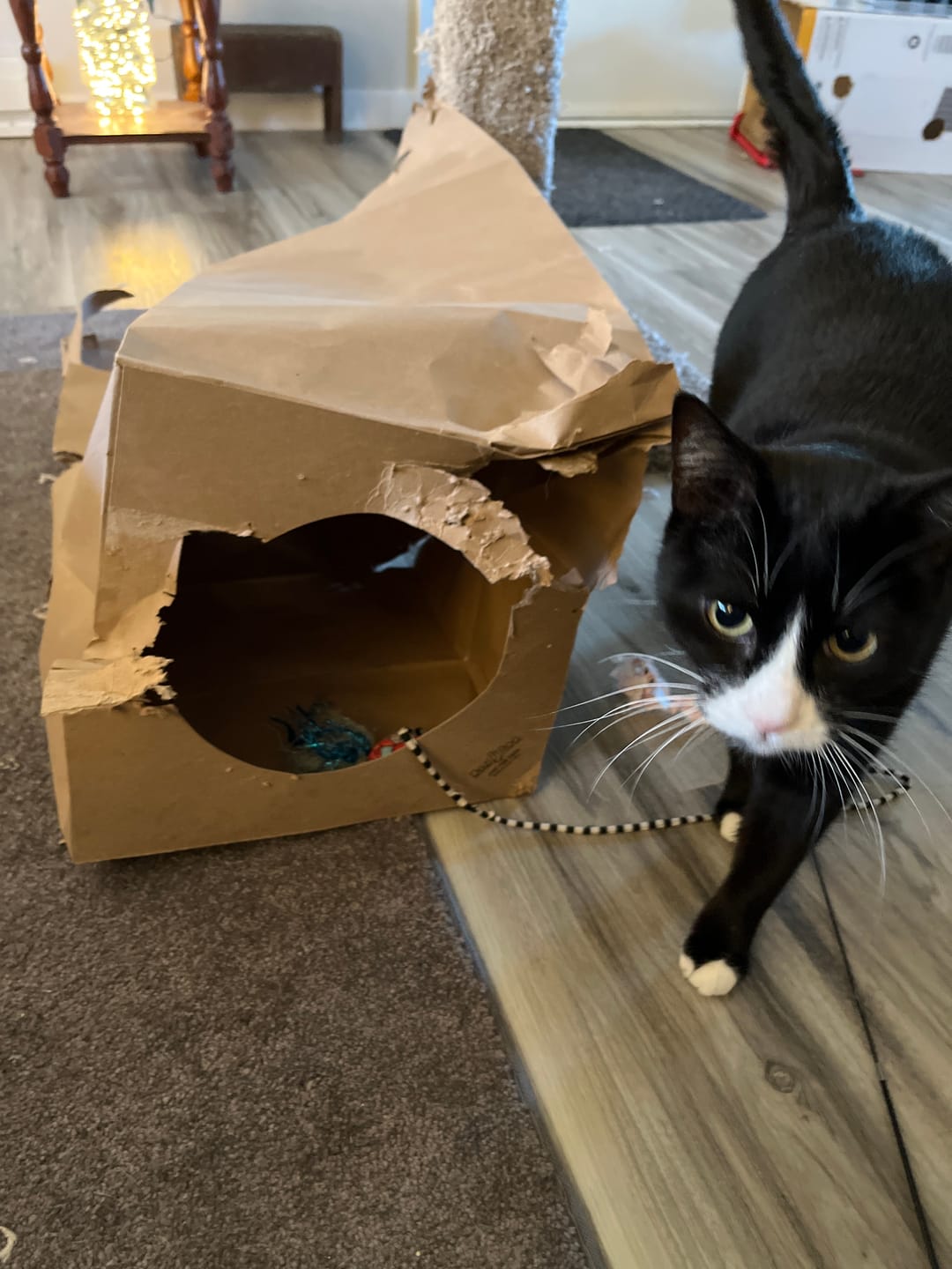 Customer photo review of Tunnel of Fun