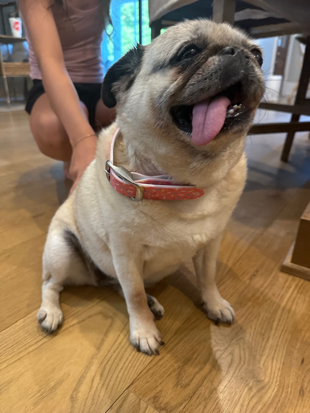 Customer photo review of Sprinkles Dog Collar