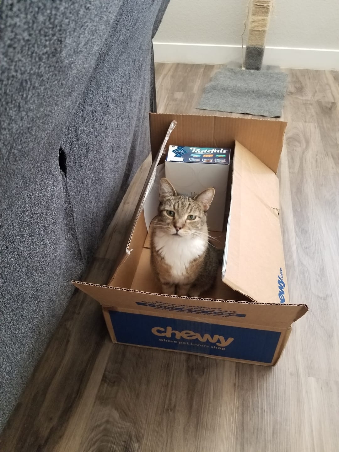 Customer photo review of Cat Allergy Relief & Immune Support Remedy