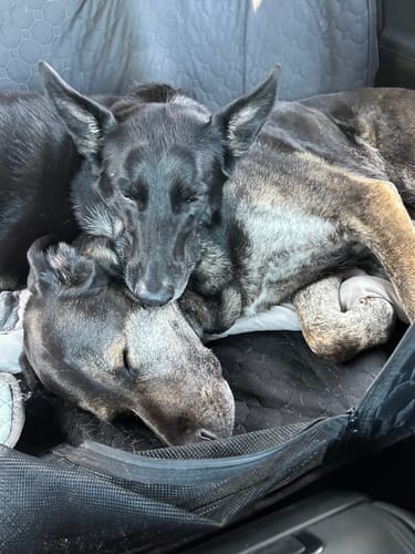 Customer photo review of RuffRover 2.0™ - Hard Bottom Back Seat Extender + (FREE Dog Bed)